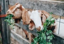 Из за козы попал на больничную койку козы