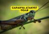 В Молдове появилась итальянская саранча Саранча атакует поля