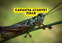 На юге Молдовы — нашествие саранчи Саранча атакует поля