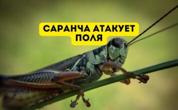 На юге Молдовы — нашествие саранчи Саранча атакует поля