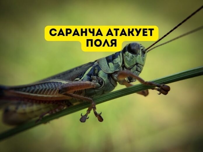 Саранча атакует поля
