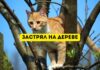 Почему коты застревают на деревьях? кот застрял на дереве