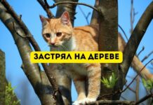 Почему коты застревают на деревьях? кот застрял на дереве