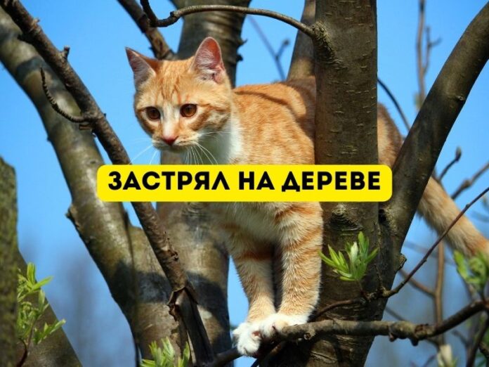 кот застрял на дереве