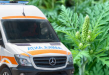 В Молдове зарегистрировали первый тяжелый случай аллергии на амброзию амброзия, первый случай, аллергия