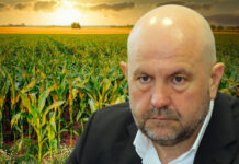 В Молдове могут запретить выращивать кукурузу кукуруза, Молдова