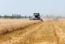 В Приднестровье продолжается сбор урожая урожай, зерновые, уборка