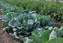 Новые средства химзащиты растений изучают приднестровские ученые средства химзащиты, ученые НИИ