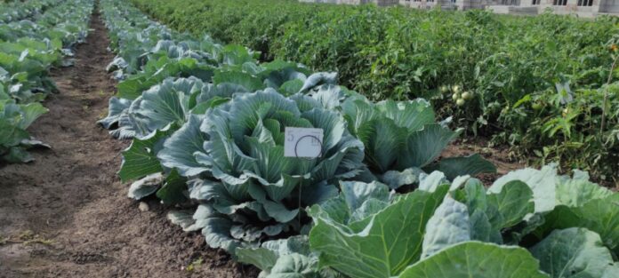 фото: сайт ecology-pmr.org средства химзащиты, ученые НИИ