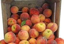В Молдове завершается сезон персика Персики
