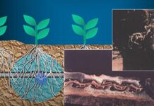 Подземное капельное орошение перспективы использования в садоводстве Молдовы подземное капельное орошение