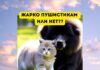 Жарко ли пушистым животным с шерстью летом? Жарко пушистикам или нет