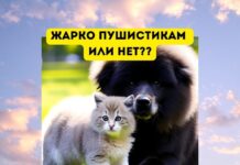 Жарко ли пушистым животным с шерстью летом? Жарко пушистикам или нет