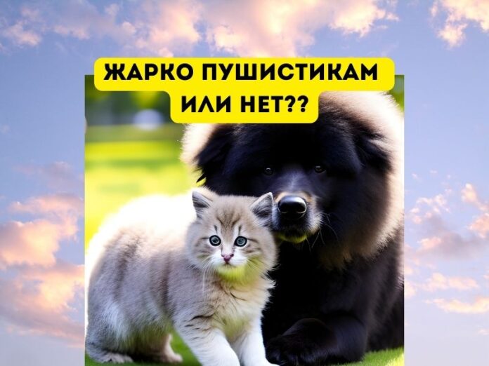 Жарко пушистикам или нет