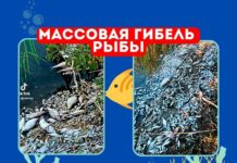 Массовая гибель рыбы в Дубоссарском районе гибель рыбы, мор рыбы, Дубоссарский район