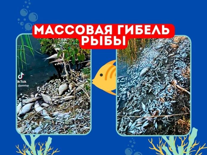 гибель рыбы, мор рыбы, Дубоссарский район