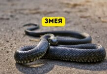 В дом заползла змея, что делать