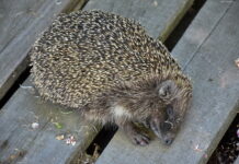 В Приднестровье осудили 16-летнего подростка за убийство ёжиков суд, подросток, ёжик, жестокое обращение, животные