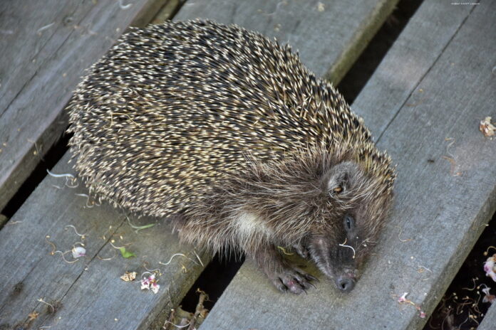 Подросток убивал ёжиков суд, подросток, ёжик, жестокое обращение, животные