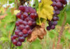 Виноград из Приднестровья: планируемый урожай 2023 года виноград, сельское хозяйство, урожай
