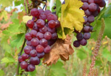 Виноград из Приднестровья: планируемый урожай 2023 года виноград, сельское хозяйство, урожай