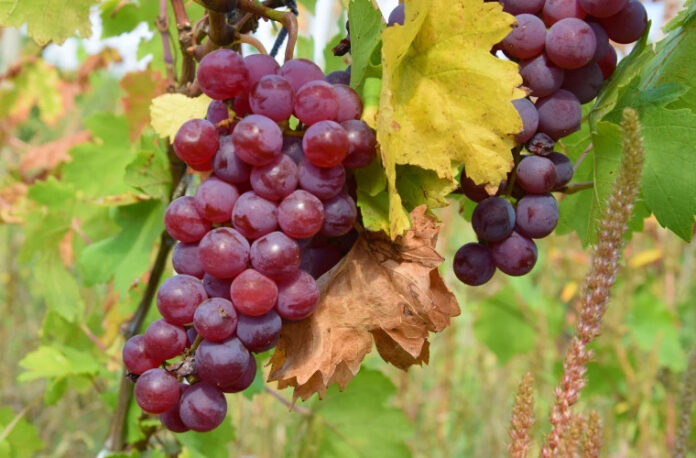 виноград, сельское хозяйство, урожай