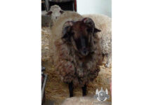 Забодал баран мужчину насмерть