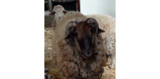 Забодал баран мужчину насмерть