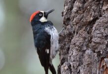 У дятла не бывает сотрясение мозга: почему?