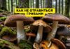 В разгаре сезон сбора грибов: как не отравиться