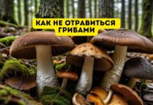 В разгаре сезон сбора грибов: как не отравиться