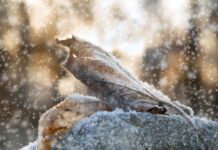 Рекордные осадки и теплые дни: итоги первой декады декабря в Приднестровье мокрый снег, погода,