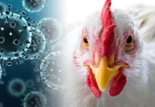 В Кишиневе объявили чрезвычайную ситуацию из-за птичьего гриппа птичий грипп, Молдова, ЧС