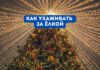 Новогодняя ёлка: как ухаживать и сохранить живой до праздника