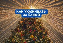 Новогодняя ёлка: как ухаживать и сохранить живой до праздника