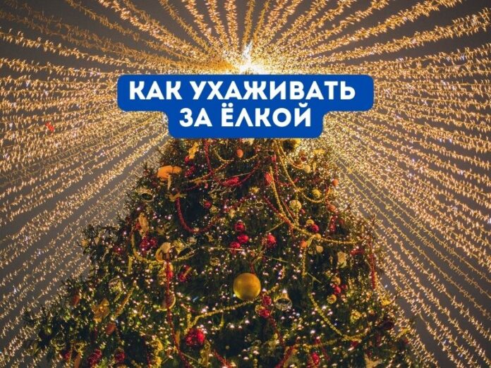 как ухаживать за ёлкой