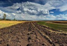 В Приднестровье у арендатора изъяты более 100 га земель сельское хозяйство, земля