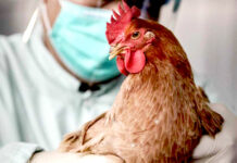 Перечень населенных пунктов Молдовы, где обнаружен птичий грипп запрет, птичий грипп, Минсельхозприроды, птица