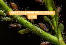Конфеты из мексиканской тли: история Е120