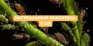 Конфеты из мексиканской тли: история Е120