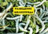 Занятие шелководством в России: история и факты