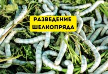 Занятие шелководством в России: история и факты