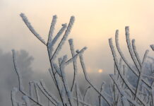 Погода 1 февраля 2024 года в Приднестровье погода, морозно