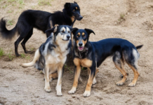 В Бендерах взялись за проблему бездомных животных бродячие собаки, правительство