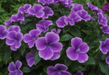 За выращивание садового цветка можно попасть в тюрьму