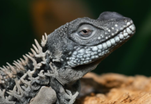 Ядовитая ящерица убила хозяина: ужасная история