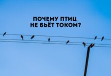 Как птицы не поражаются электричеством?