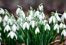 Продажа подснежников запрещена в Молдове и Приднестровье