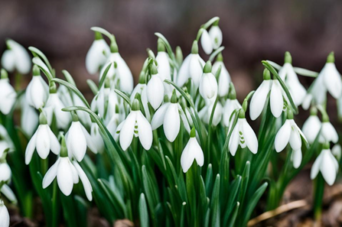 Подснежники. Фото ИИ kandinsky