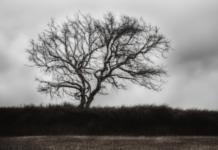 Погода 24 февраля 2024 года в Приднестровье